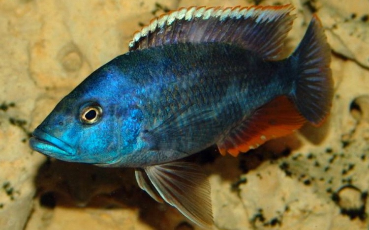 Nimbochromis livingstonii